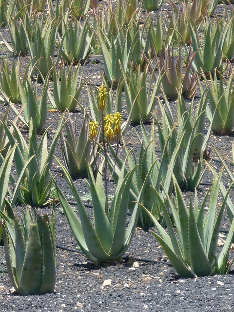 Avviare una coltivazione di aloe vera  guida, business plan ed AI -  CreaImpresa