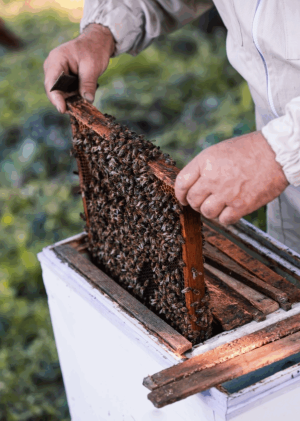 🐝 Avviare un'attività di allevamento api – guida, business plan ed AI - immagine 7