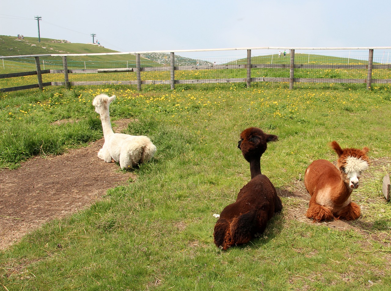 🦙 Avviare un allevamento di alpaca e lama – guida, business plan ed AI - immagine 4