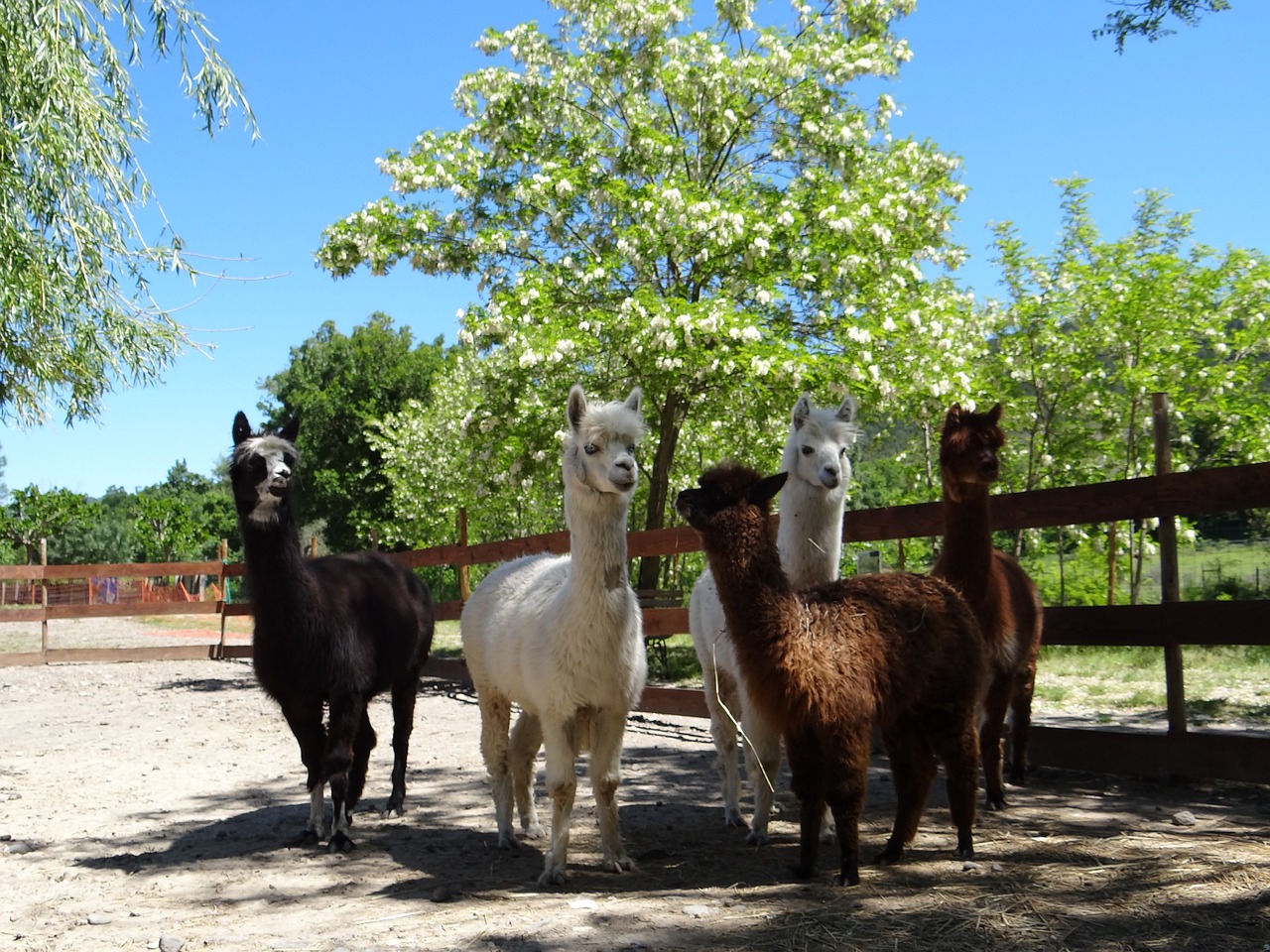 🦙 Avviare un allevamento di alpaca e lama – guida, business plan ed AI - immagine 5