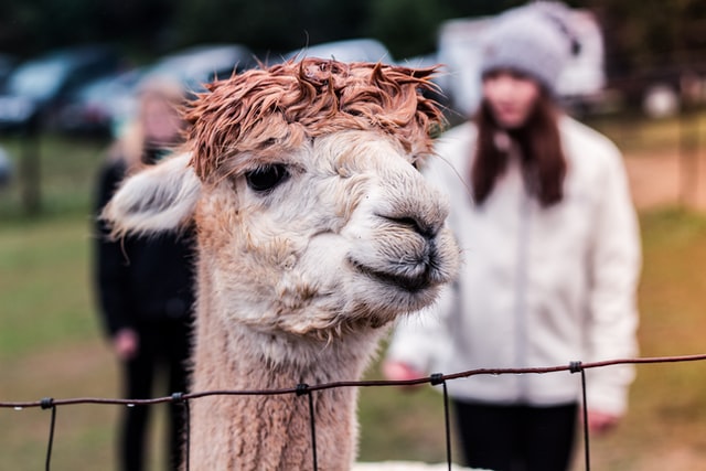 🦙 Avviare un allevamento di alpaca e lama – guida, business plan ed AI - immagine 7