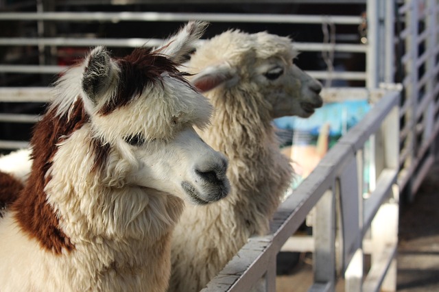 🦙 Avviare un allevamento di alpaca e lama – guida, business plan ed AI
