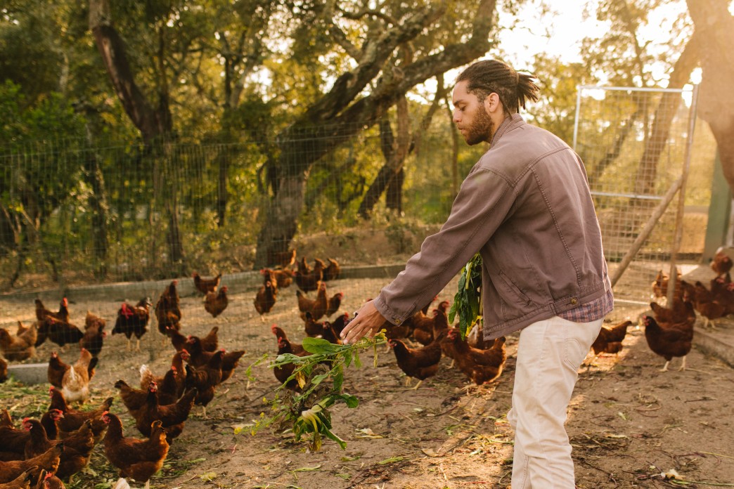 🥚 Aprire un allevamento biologico all’aperto di galline ovaiole e quaglie – guida, business plan ed AI - immagine 6
