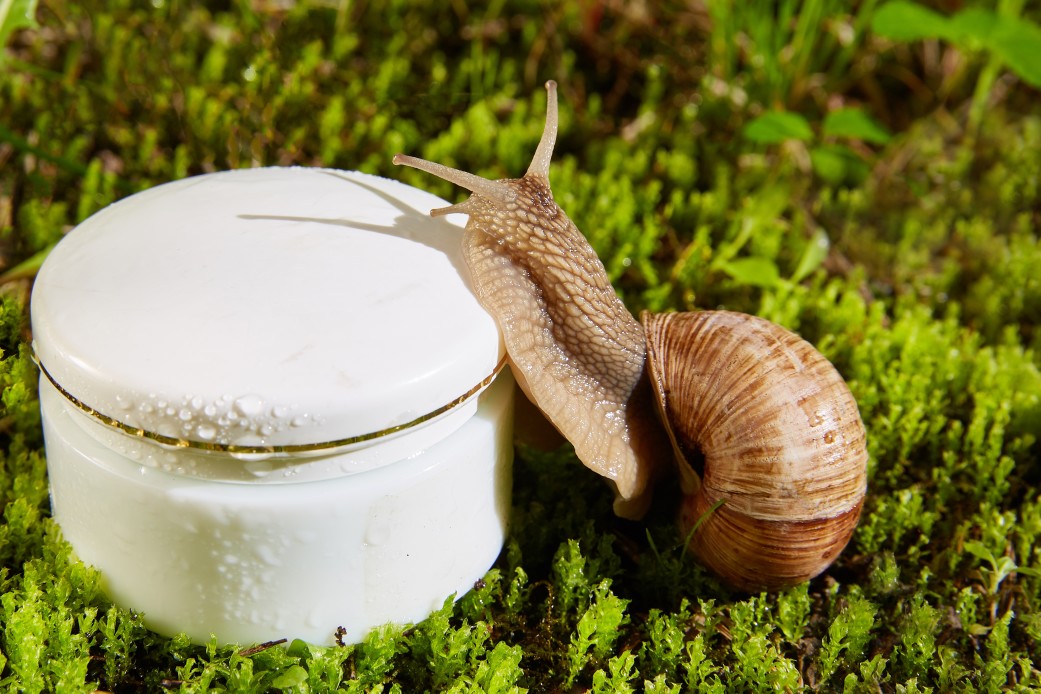🐌 Avviare un allevamento di lumache – guida, business plan ed AI - immagine 5