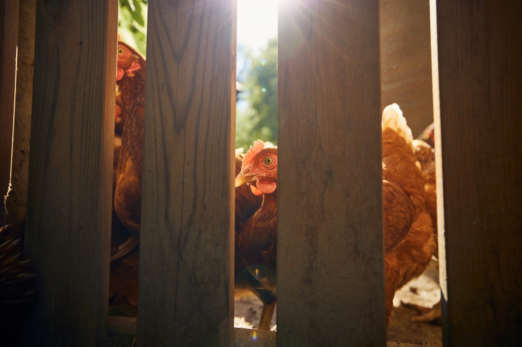 🥚 Aprire un allevamento biologico all’aperto di galline ovaiole e quaglie – guida, business plan ed AI - immagine 4