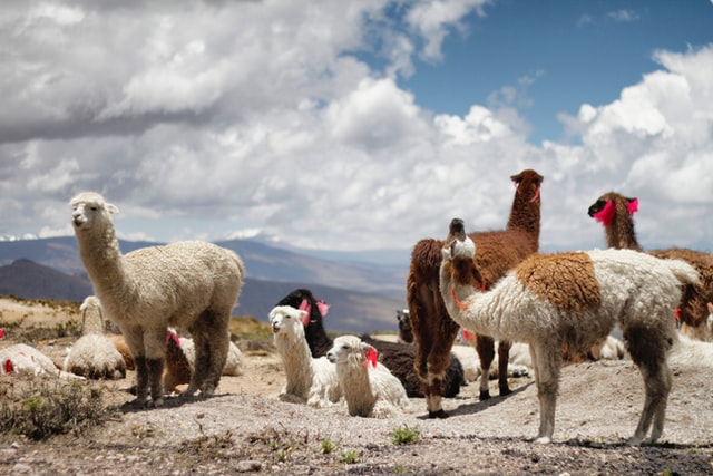 🦙 Avviare un allevamento di alpaca e lama – guida, business plan ed AI - immagine 8