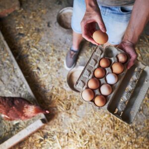 🥚 Aprire un allevamento biologico all’aperto di galline ovaiole e quaglie – guida, business plan ed AI