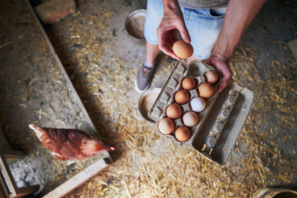🥚 Aprire un allevamento biologico all’aperto di galline ovaiole e quaglie – guida, business plan ed AI