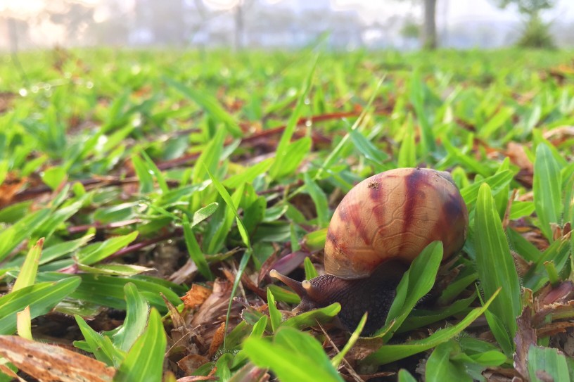 🐌 Avviare un allevamento di lumache – guida, business plan ed AI