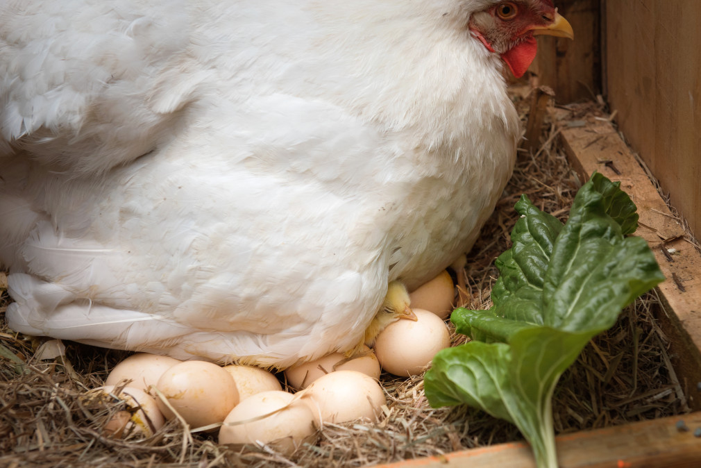 🥚 Aprire un allevamento biologico all’aperto di galline ovaiole e quaglie – guida, business plan ed AI - immagine 3