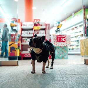 🐾 Aprire un Negozio di Alimenti, Servizi per Animali Domestici e Toelettatura - guida, business plan ed AI
