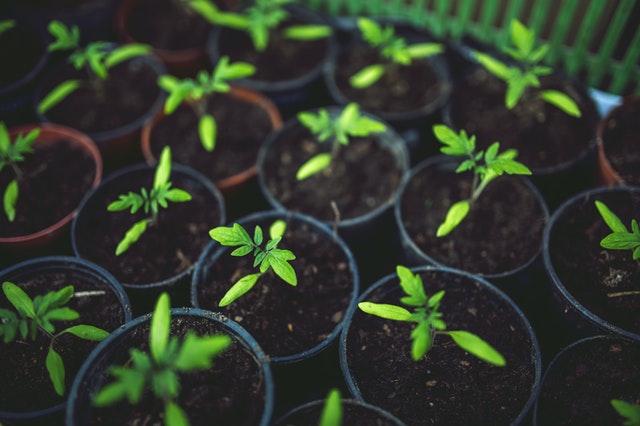 🍇 Coltivare Bacche di Goji – guida, business plan ed AI - immagine 6
