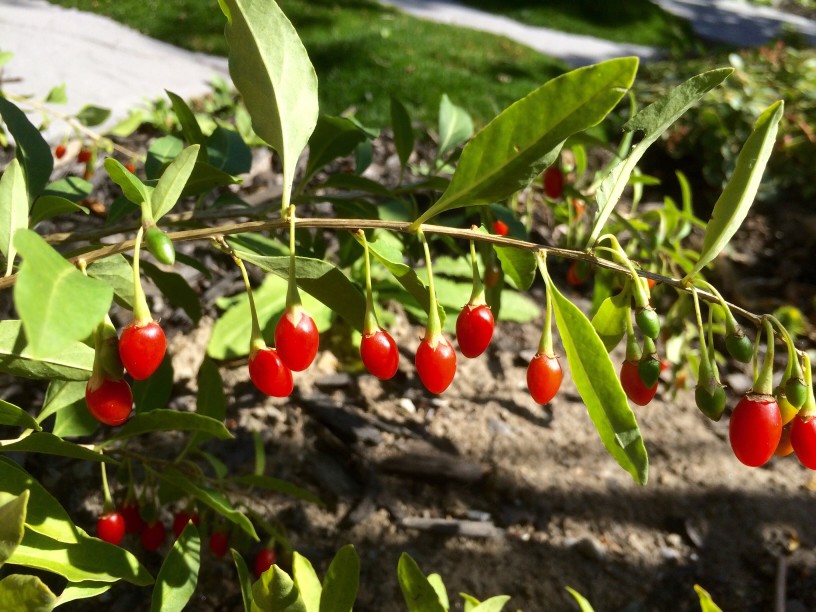 🍇 Coltivare Bacche di Goji – guida, business plan ed AI - immagine 7