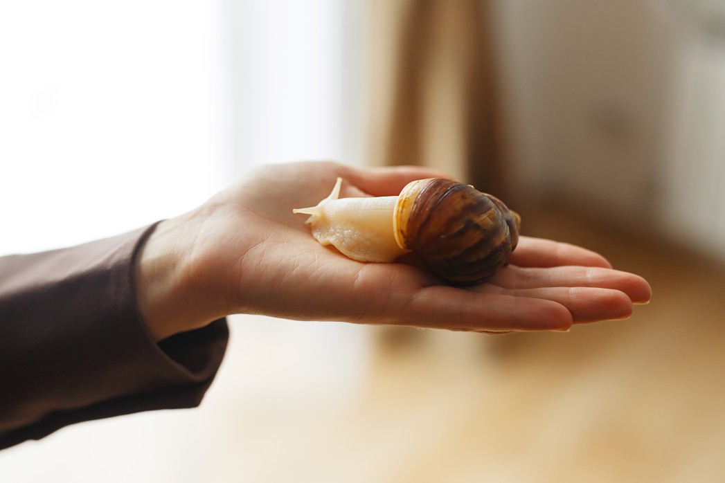 🐌 Avviare un allevamento di lumache – guida, business plan ed AI - immagine 9