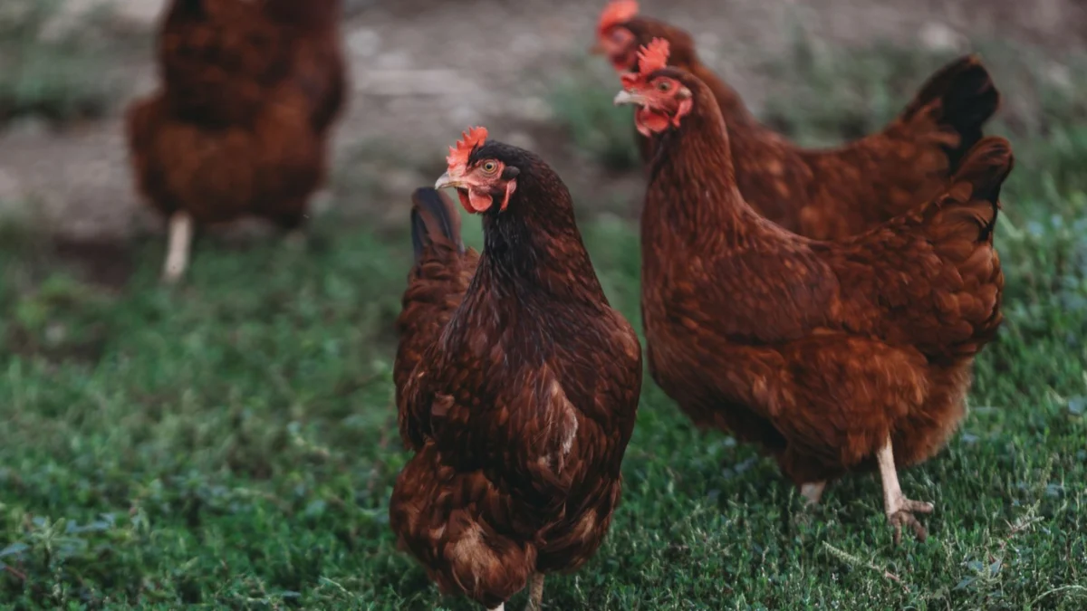 Galline ovaiole allevate all'aperto mentre razzolano sull'erba di un prato