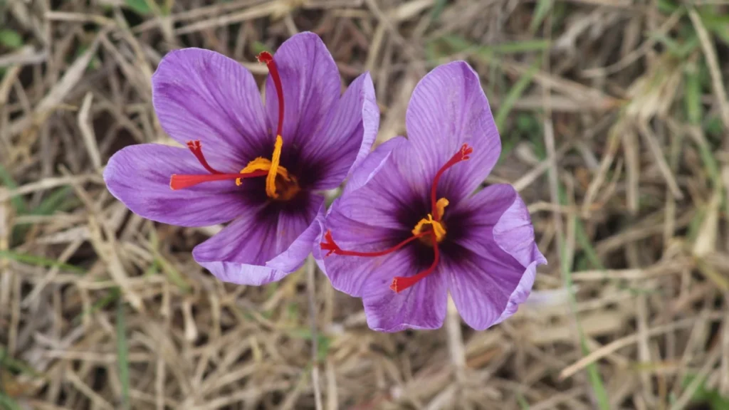Fiori di zafferano viola in fioritura in un campo d'autunno